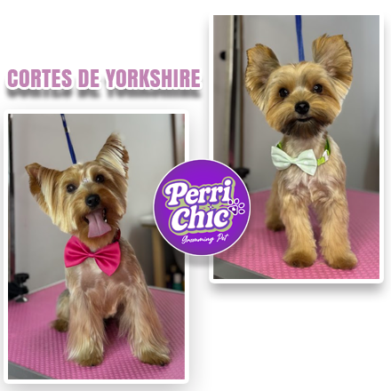 Corte especializado de Yorkshire en Puente Alto — Perrichic